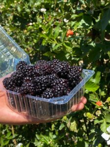 IMG 20260425 WA0022 225x300